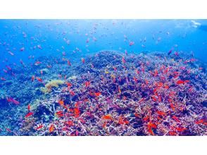プランの魅力 海の中の魚と珊瑚のお花畑！ の画像
