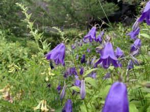 プランの魅力 下山は樹林帯の通って五合目に の画像