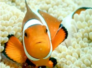 プランの魅力 ニモなど近くで観察！ の画像
