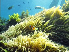 プランの魅力 お魚天国 の画像