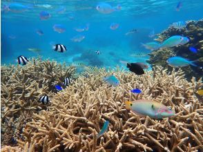 プランの魅力 カラフルなお魚と綺麗な珊瑚礁！ の画像