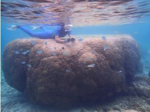 プランの魅力 珊瑚の中で一番大きい種類♪ の画像