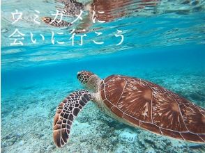 プランの魅力 Let's go see sea turtles の画像