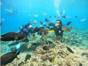 プランの魅力 潜水时周围有很多鱼 の画像