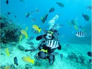 プランの魅力 Surrounded by fish の画像