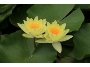 プランの魅力 You may be able to see not only pink and white, but also rare yellow water lilies! の画像