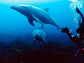 プランの魅力 水中の思い出写真もプレゼント の画像