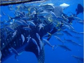 プランの魅力 魚もあつまる の画像