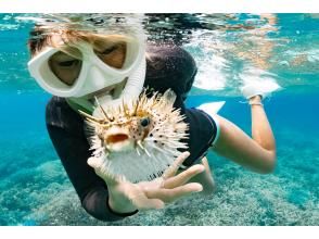 プランの魅力 南紀白浜の海にはおサカナがいっぱい！ の画像