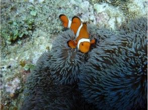 プランの魅力 Anemone fish (Nemo) の画像