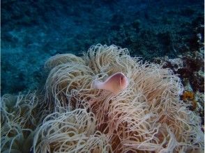 プランの魅力 クマノミの仲間 の画像