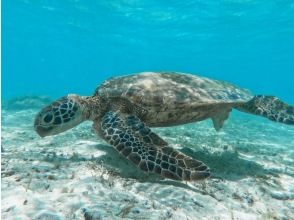 プランの魅力 ウミガメと の画像