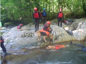 プランの魅力 爱水的狗狗可以随心所欲地游泳 の画像