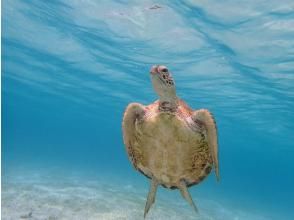 プランの魅力 Sea turtle encounter rate 99.99%☆ の画像
