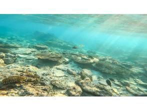 プランの魅力 日本で唯一体験できるサンゴ礁パラダイス。 の画像