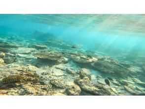 プランの魅力 A coral reef paradise that can only be experienced in Japan. の画像