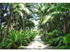 プランの魅力 ヤエヤマヤシ群落 の画像
