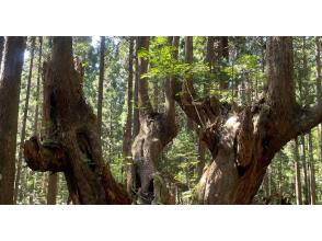 プランの魅力 杉蕪が迎える蕪山登山道入り口 の画像