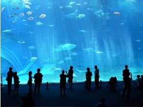 プランの魅力 在美丽海水族馆，自行车在后备箱里 の画像