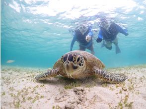 プランの魅力 Create unforgettable memories for two. A moving experience of swimming with sea turtles の画像