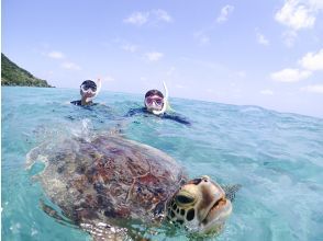 プランの魅力 息継ぎの瞬間も愛らしい！海亀の生態を間近で観察 の画像