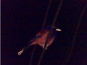 プランの魅力 Blue Jay sleeping on electric wires の画像