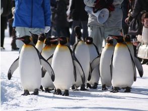 プランの魅力 ペンギンの散歩 の画像