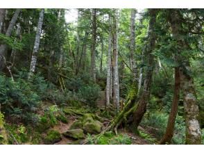 プランの魅力 爽やかな亜高山帯の針葉樹林 の画像