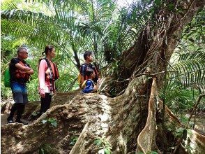 プランの魅力 サキシマスオウノキの巨木 の画像