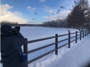 プランの魅力 Red-crowned cranes flying in! の画像