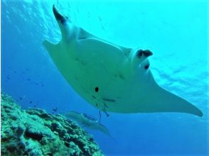 プランの魅力 A powerful manta ray! の画像