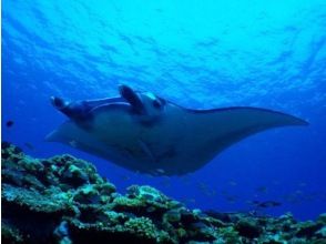 プランの魅力 Let's swim with manta rays の画像