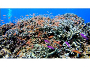 プランの魅力 Lots of fish and coral の画像