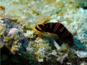 プランの魅力 カラフルな生き物たち の画像