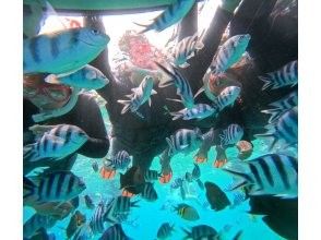 プランの魅力 フレンドリーな魚たち の画像