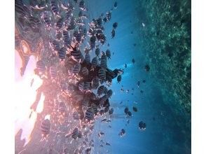 プランの魅力 フレンドリーな魚たち の画像