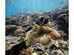 プランの魅力 ニモも！？ の画像