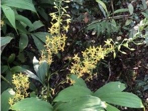 プランの魅力 植物の多様性 の画像