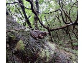 プランの魅力 生き物にも遭遇できるかも！ の画像