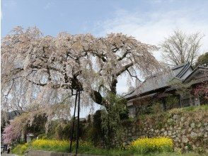 プランの魅力 満開時に訪れたい安楽寺のしだれ桜 の画像