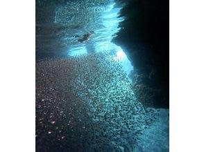 プランの魅力 洞窟は小魚がたくさん！ の画像