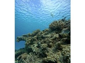プランの魅力 The colorful coral reefs are worth seeing! の画像