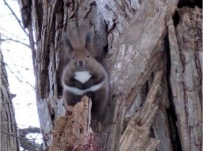 プランの魅力 希少動物エゾフクロウやクマゲラ の画像