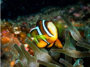 プランの魅力 海の生き物と出会おう！ の画像