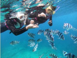 プランの魅力 お魚たちとの出会いを の画像