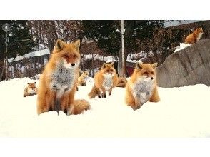 プランの魅力 “北狐狸农场”拥有可爱蓬松的冬季毛皮 の画像