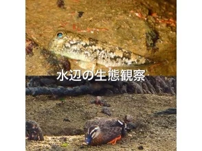 プランの魅力 生態観察 の画像