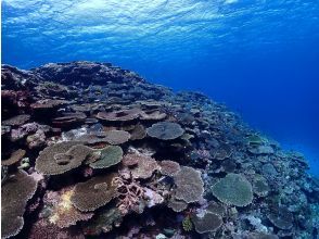 プランの魅力 色とりどりの珊瑚礁 の画像