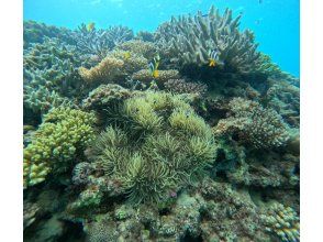 プランの魅力 Underwater is a real aquarium world の画像