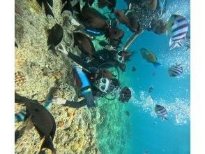 プランの魅力 魚の餌やり体験 の画像